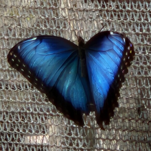 dhrsmr7907